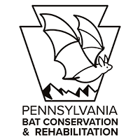 PA Bat Rescue and Rehabilitation