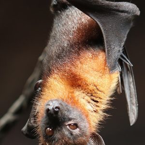 Fruit Bat Donations