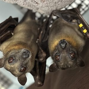 Feed a Fruit Bat for 1 Month