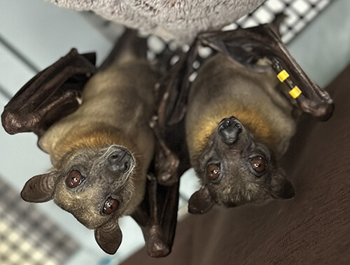 Feed a Fruit Bat for 1 Month
