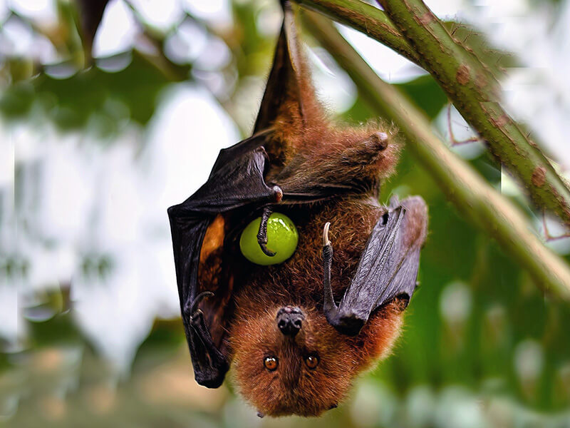 Feed a Fruit Bat for 1 Month