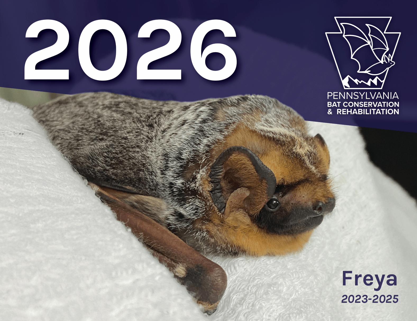 2026 Pennsylvania Bat Rehabilitation Calendar - Pre-Order