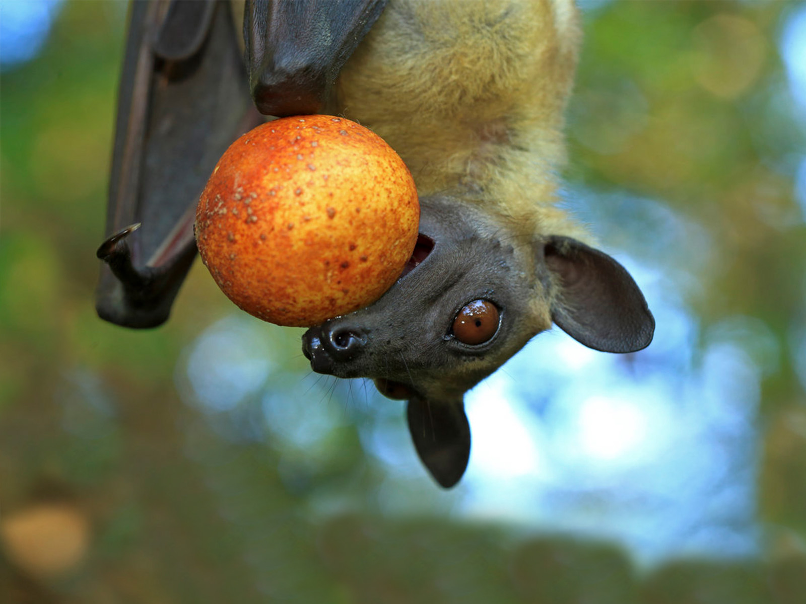 Feed a Fruit Bat for 2 Weeks