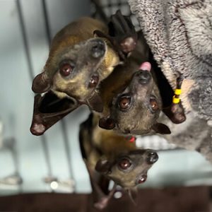 Feed a Fruit Bat for 2 Weeks