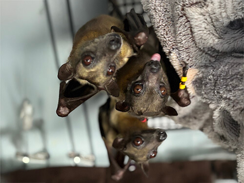 Feed a Fruit Bat for 2 Weeks